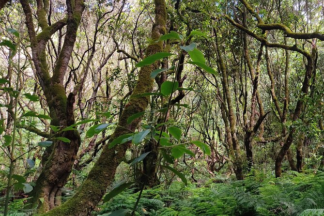 PR9 Caldeirão Verde Queimadas Levada Self-Guided Hiking Transfer - Stop-by-stop flow: the PRjoel section and what happens near the end