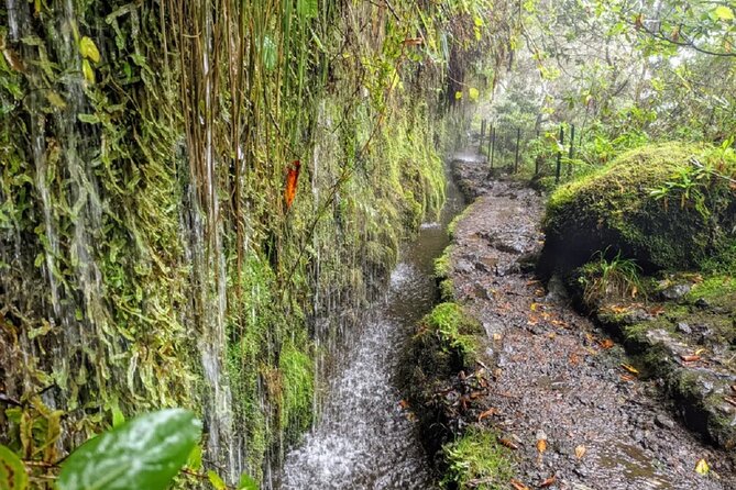 PR9 Caldeirão Verde Queimadas Levada Self-Guided Hiking Transfer - Queimadas park: café, museum, gardens, and the real waiting problem