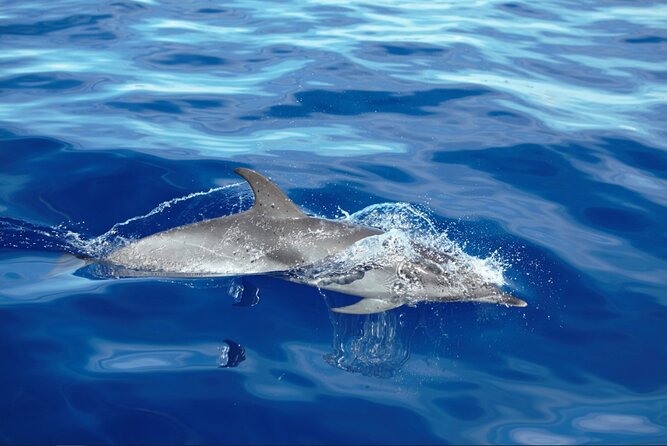Private Dolphin and Whale Watching Tour in Madeira - Calheta check-in at On Tales: where your sea day starts