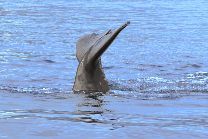 Private Dolphin and Whale Watching Tour in Madeira - Snorkeling time, towels, and that after-swim shower