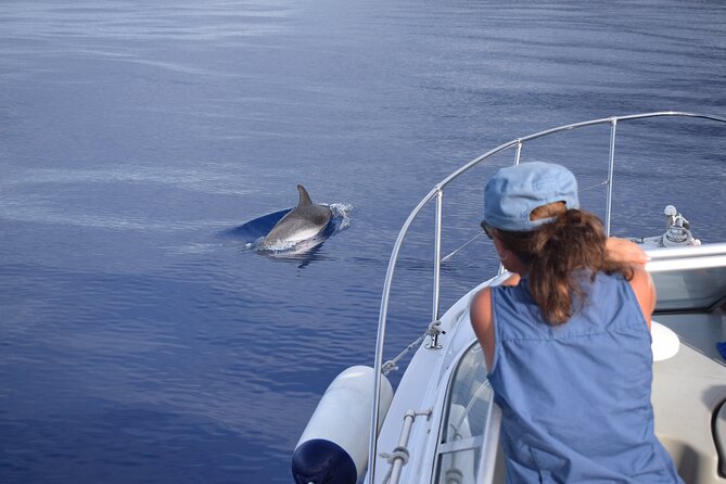 Private Dolphin and Whale Watching Tour in Madeira - Drinks onboard: why the details matter