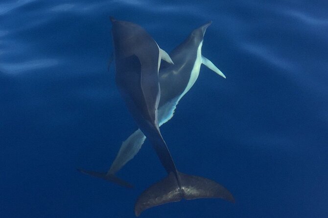 Private Dolphin and Whale Watching Tour in Madeira - Meet the crew: where the human touches show up