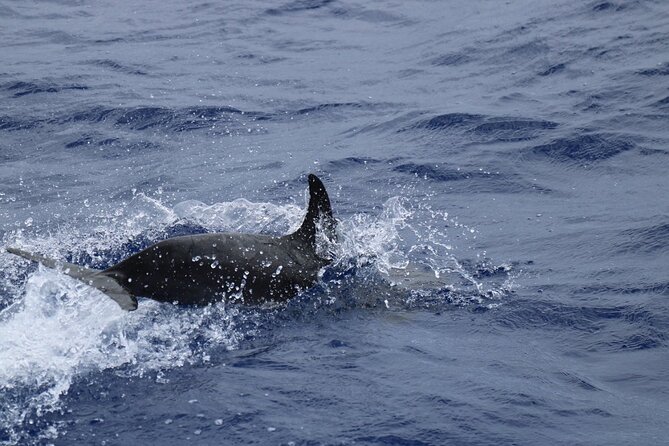 Private Dolphin and Whale Watching Tour in Madeira - Price and value: what $592.56 gets your group