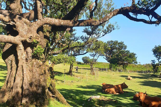 Private Full Day Tour by Jeep 4x4 West Side Madeira - Porto Moniz natural pools: lunch plus a swim option