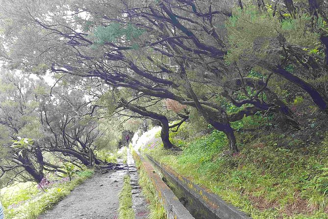 Private Guided Walk Levada 25 Fontes - Why the 25 Fontes Levada Walk feels like a water-and-walk show