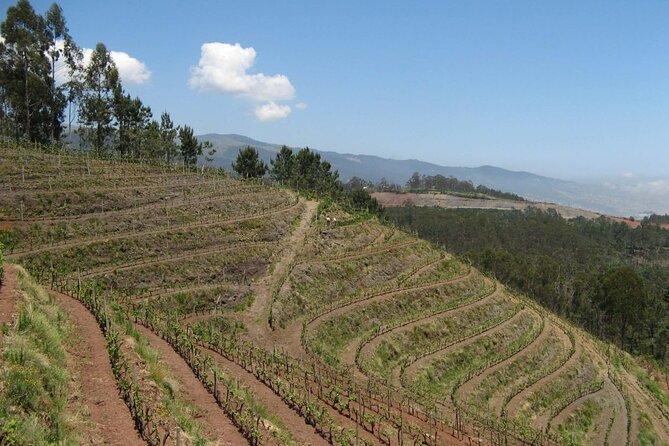 Private Half-Day Tour of Wine Fields in Portugal - Entering Madeira’s wine country from Funchal