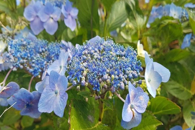 Private Halfday Flower Palheiro Gardens Tour - Best for garden lovers, calm seekers, and photo people with patience