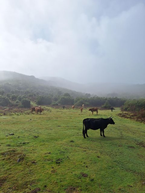 Private Madeira Highlights Full Day Tour - Fanal Forest: why the route gives you two stops