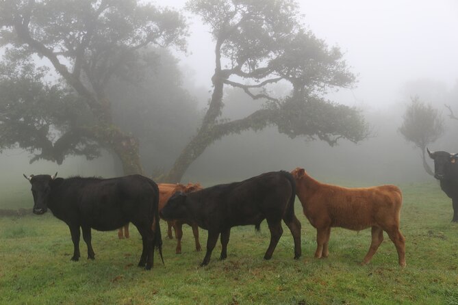 Private Tailored tour to the West in a 4WD. No shared groups! - Laurissilva Forest: breathing in Madeira’s old-growth green