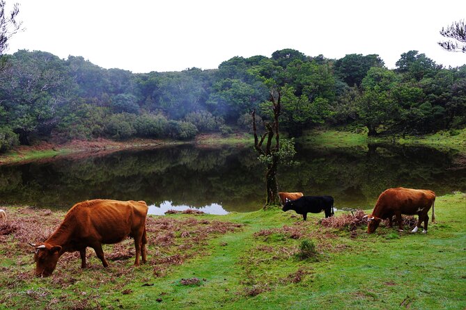 Private Tailored tour to the West in a 4WD. No shared groups! - São Vicente: where the coast feels more local than touristic