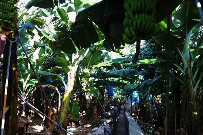 Private Tailored tour to the West in a 4WD. No shared groups! - Pickup in Funchal: how the day starts without stress