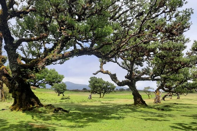 Private West Tour to Porto Moniz Pools and Fanal Forest - Why This West Madeira Route Feels More Like the Island