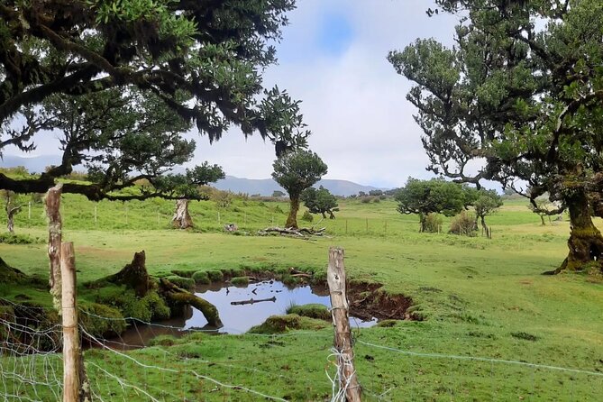 Private West Tour to Porto Moniz Pools and Fanal Forest - Porto Moniz Natural Swimming Pools: Your Main Swim and Lunch Window