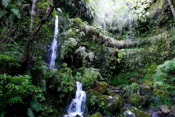 Queimadas-Caldeirão Verde - Along the Way: Plants, Birds, and the Kind of Seeing That Sticks