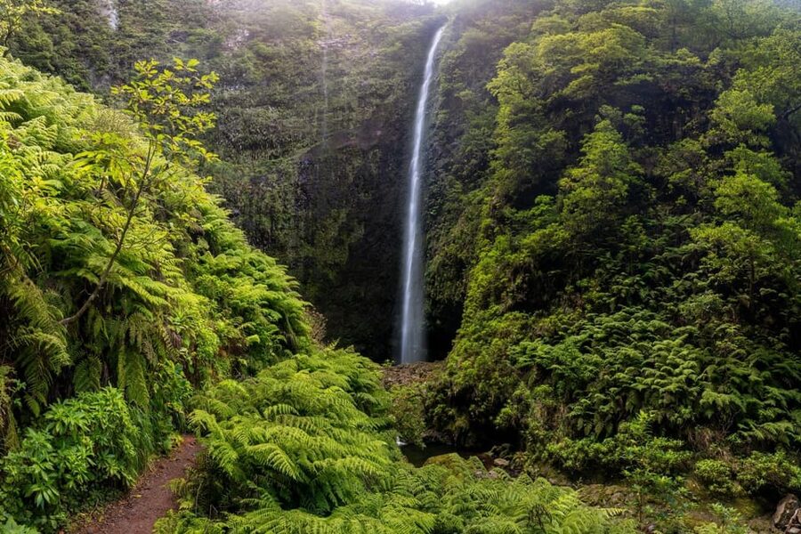 Queimadas Caldeirão Verde Madeira Island Walk - UNESCO Laurisilva: why this forest changes the whole day