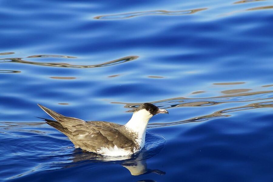 Quinta do Lorde: Ponta de São Lourenço Water Taxi - The boat ride: what you really get in 30 minutes