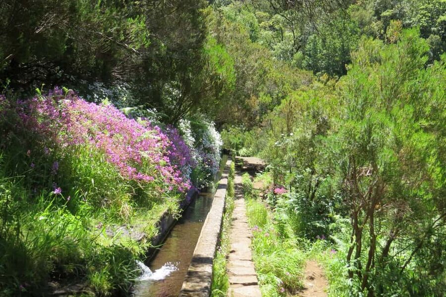 Rabaçal: 25 Fontes & Risco Levada Hiking Transfer - Forest access and the IFCN ticket you can’t skip