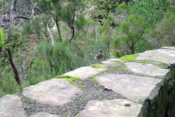 Rabaçal - Risco - 25 Fontes Levada Walk - The return route: walking through the tunnel that sends water south