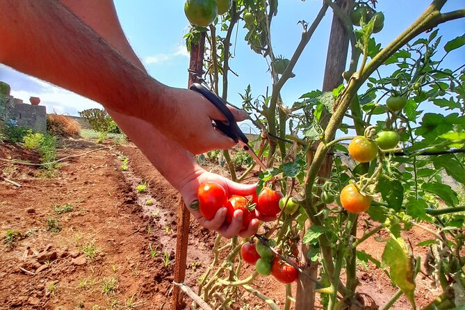 "Re-Canto" Farm-to-Table with Stunning Views at Madeira - Poncha Welcome and a Quick Read on Madeira’s Farming