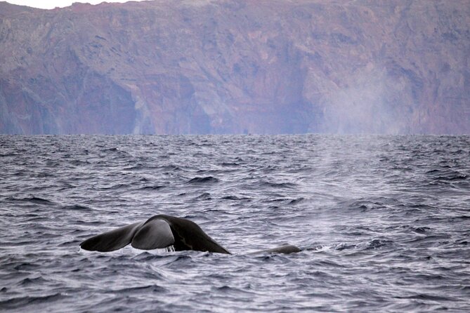 Responsible Whales and/or Dolphins Watching Tour - Blue Safari’s small-boat setup in Funchal