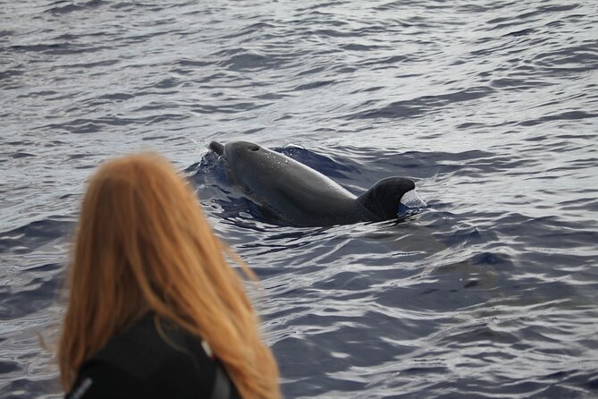 Responsible Whales and/or Dolphins Watching Tour - What the marine biologists add beyond the spotting
