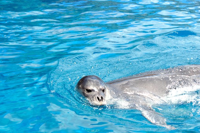 Responsible Whales and/or Dolphins Watching Tour - Comfort and sea conditions: the practical side of a speedy RIB