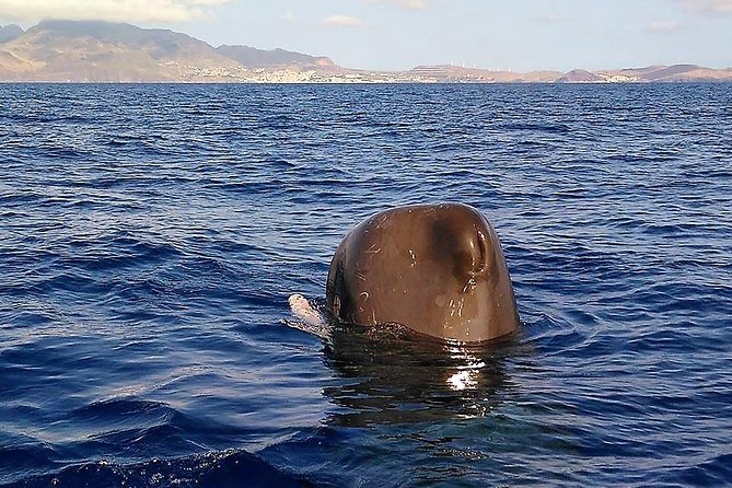 Responsible Whales and/or Dolphins Watching Tour - Price and value: is $59.28 a fair deal?