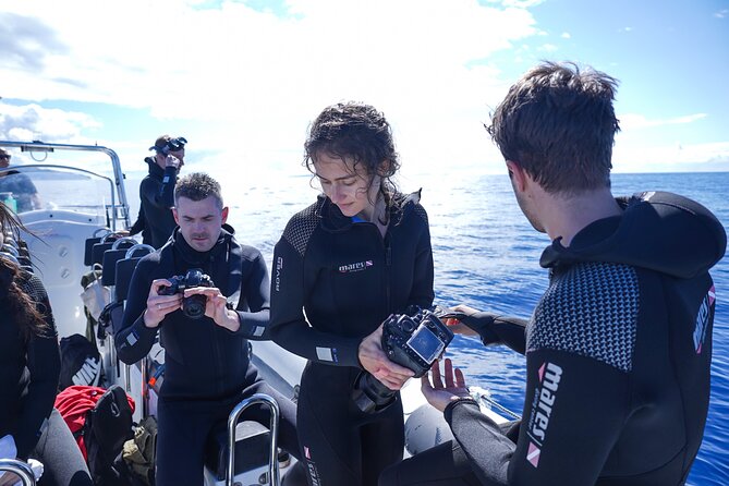 Responsible Whales and/or Dolphins Watching Tour - Booking timing: when to plan for the best odds
