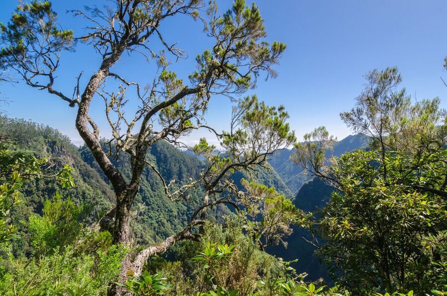 Ribeiro Frio / Portela - Levada Walk - Pickup realities: where the day starts