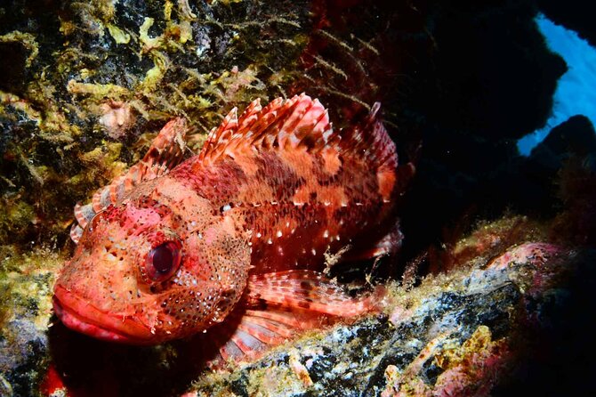 Scuba Diving Experience for Beginners in Ponta de São Lourenço - Key Highlights (What Makes This Worth Your Time)