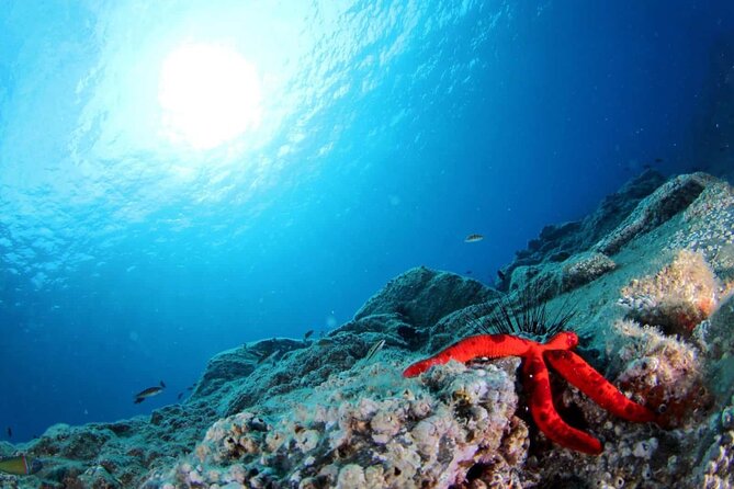 Scuba Diving Experience for Beginners in Ponta de São Lourenço - Wildlife Encounters: What You Can Expect to See
