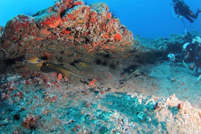 Scuba Diving Experience for Beginners in Ponta de São Lourenço - Your Instructor’s Job: Keeping You Calm and in Control