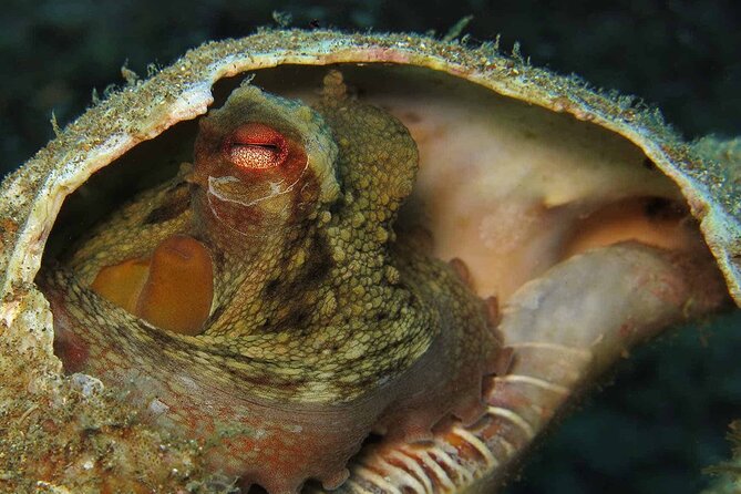 Scuba Diving Experience for Beginners in Ponta de São Lourenço - Equipment Included: Why That’s a Big Value Factor