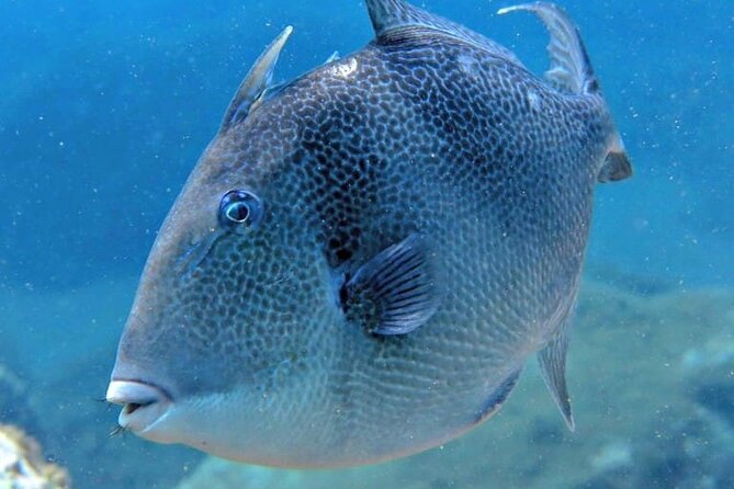 Scuba Diving Experience for Beginners in Ponta de São Lourenço - Price and Value: Is $102.13 a Fair Deal?