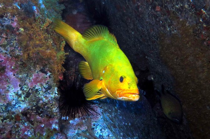 Scuba Diving Experience in Madeira - Key Points Before You Go