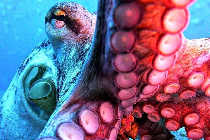 Scuba Diving Experience in Madeira - The Certificate of Recognition: Why It’s More Than a Souvenir