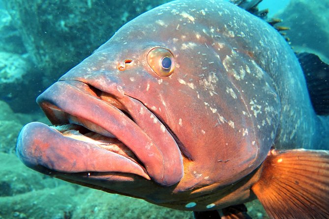 Scuba Diving Experience in Madeira - Who This Suits Best (and Who Should Ask Questions First)