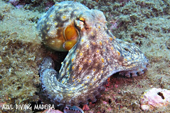 Scuba Diving Experience in Madeira - Should You Book This Scuba Try-Out in Madeira?