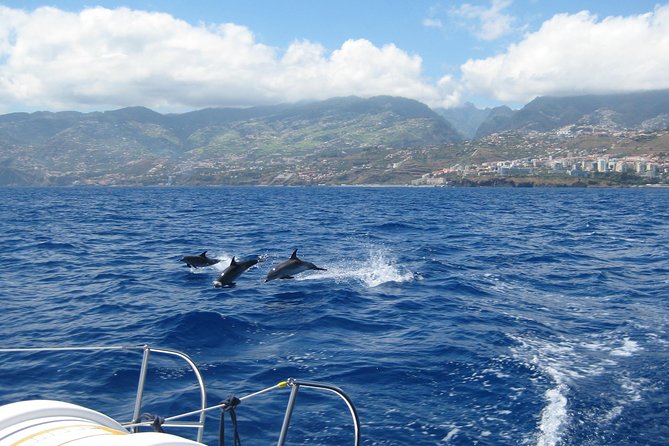 Seaborn Catamaran trips - Why this catamaran works for Madeira in 3 hours