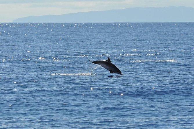 Seaborn Catamaran trips - Should you book Seaborn Catamaran trips in Madeira?