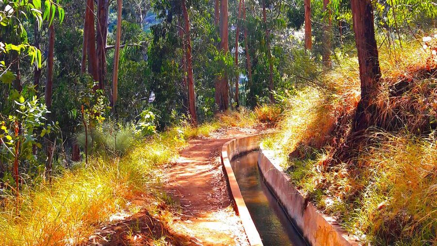 Serra de Água Valley Levada Walk - What You’ll Spot on the Route: Native Plants and Wildlife Moments