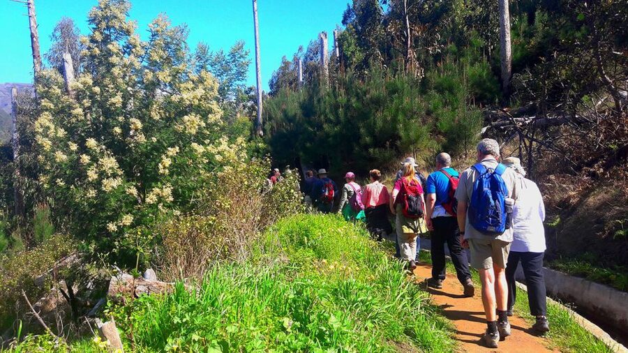 Serra de Água Valley Levada Walk - The Levada Trail Itself: 65km of Water Management, Explained One Step at a Time