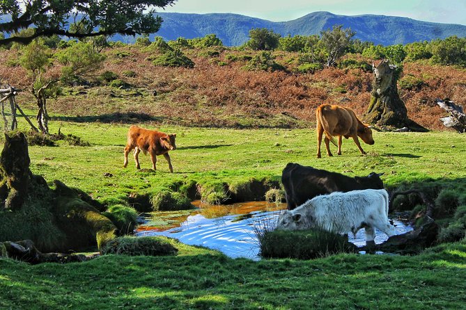 Shore Excursion - Northwest Terraces and Volcanic Pools 4x4 tour - Vereda do Fanal: Where You Stop for Atmosphere (and Tickets May Apply)