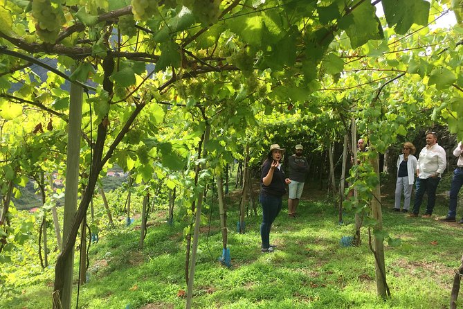 Signature Wine Tastings, Skywalk, Nature 4x4 Open Roof Expedition - Serra de Água: the quick valley break