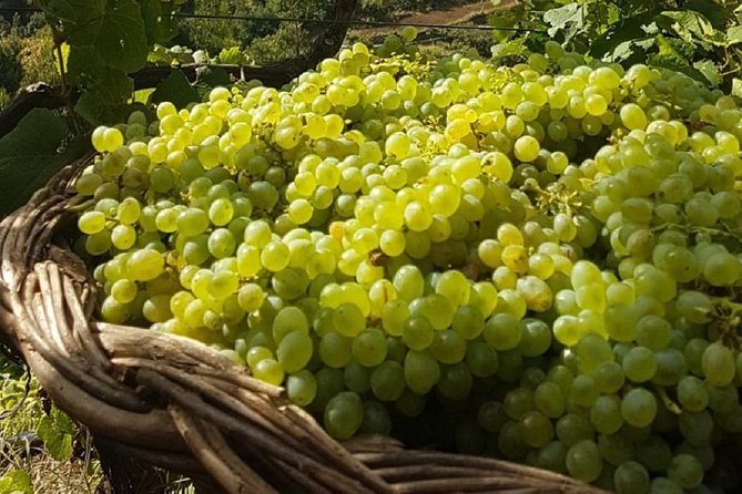 Signature Wine Tastings, Skywalk, Nature 4x4 Open Roof Expedition - Câmara de Lobos and a Madeira Wine Lodge