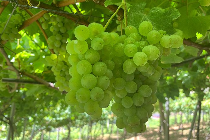 Signature Wine Tastings, Skywalk, Nature 4x4 Open Roof Expedition - Lunch, tastings, and how to pace your day