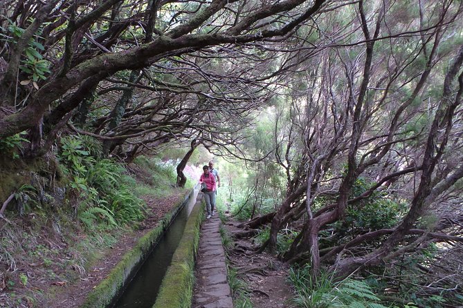 Skywalk 4x4 Experience and Rabacal 25 Fountains Levada Walk - The Break for Madeiran Food: Paul da Serra and Jungle Rain Options