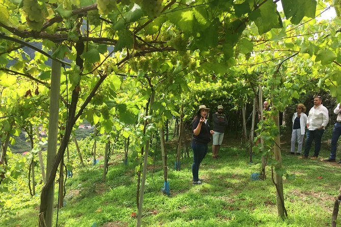 Skywalk with Wines Tasting and Vineyards Half day 4x4 Adventure - A 4x4 wine day that combines the best of Madeira