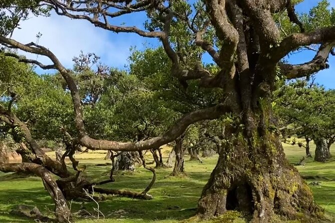 Small Group West Tour Waterfalls & Fanal Forest Tour - Why this West Tour feels smarter than a DIY day