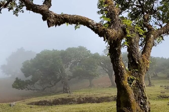 Small Group West Tour Waterfalls & Fanal Forest Tour - Morning start: pickup that actually reduces stress